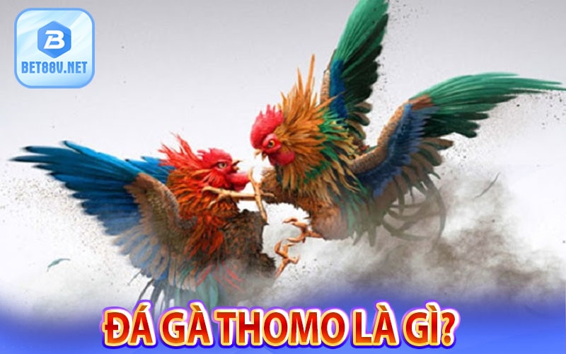 Thế nào là trực tiếp đá gà thomo?