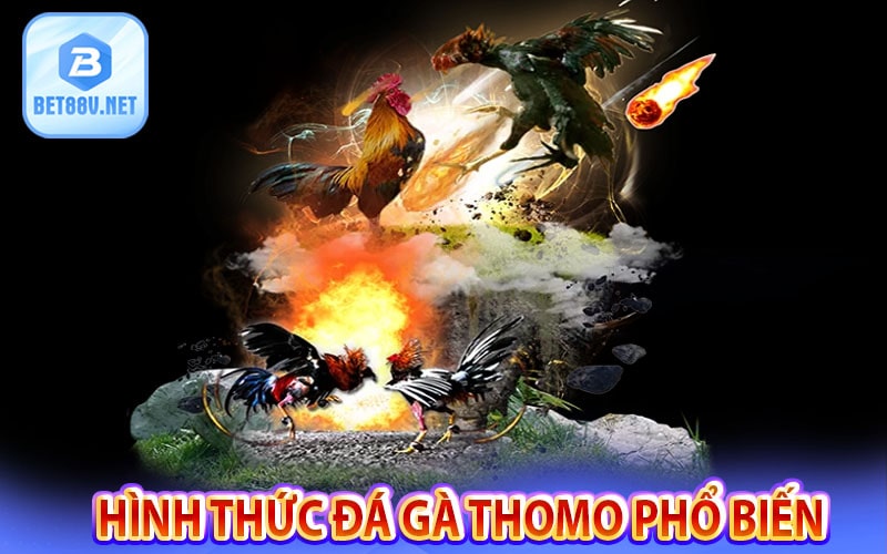 Một số hình thức đá gà thomo phổ biến
