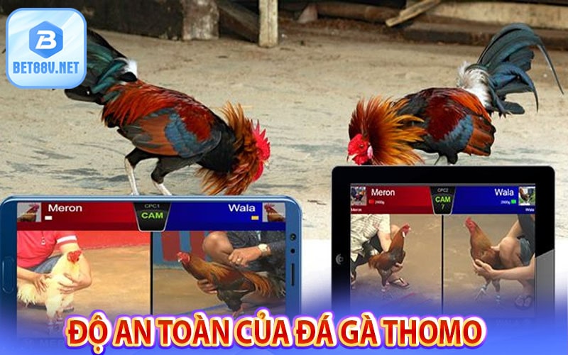 Độ an toàn minh bạch công khai của dịch vụ đá gà thomo